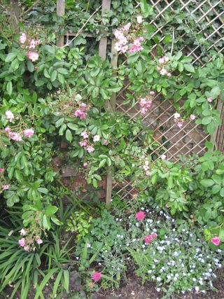 IMG_9455 IMG_9455